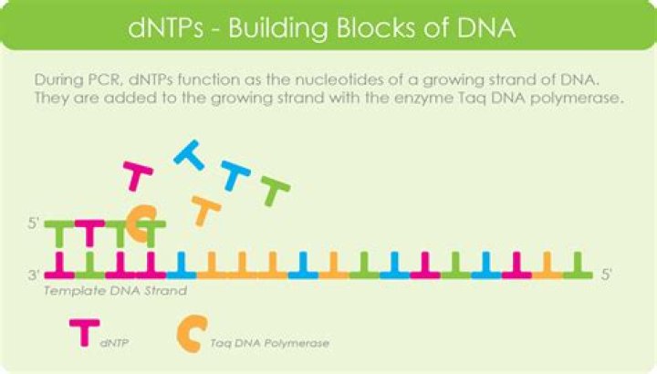 What is dNTP in DNA replication?