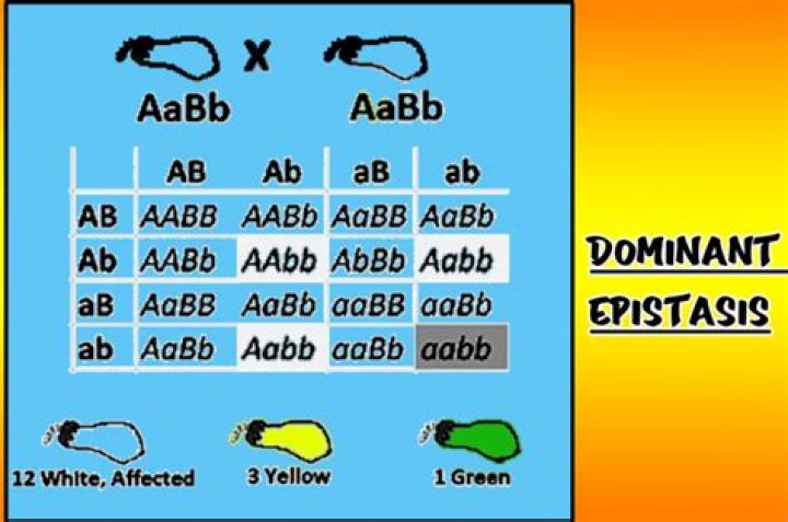 What is dominant epistasis example?