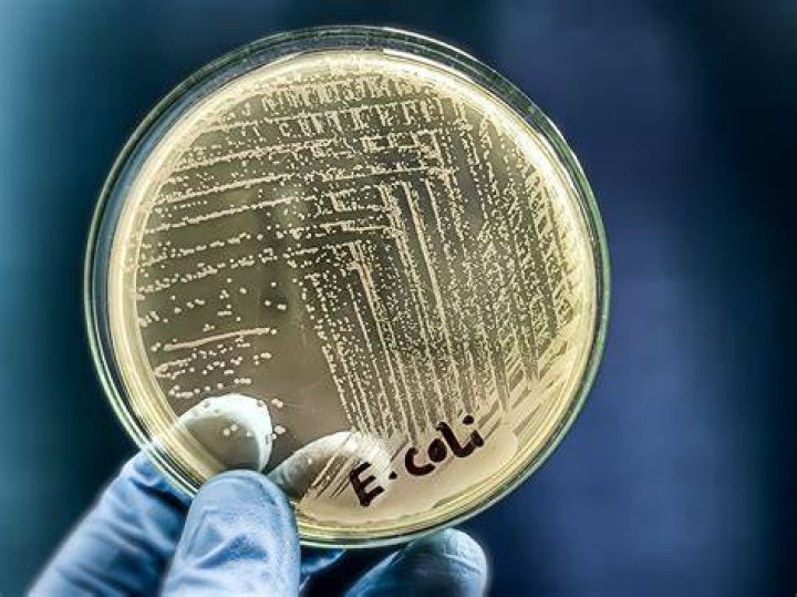 What is esculin used for?