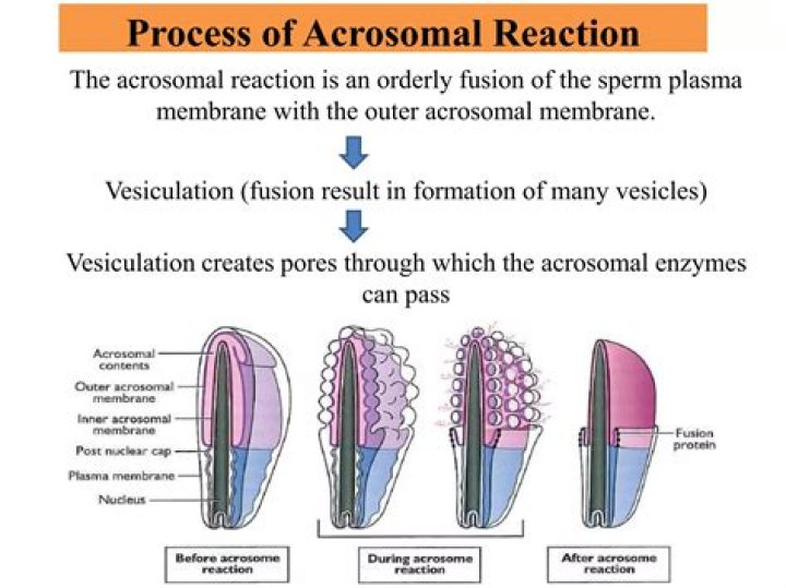 What is found in the acrosomal cap?