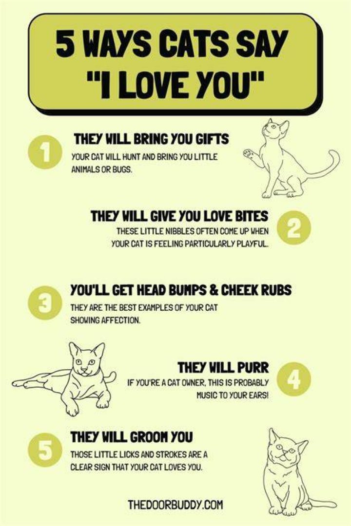 What is I love you in cat language?