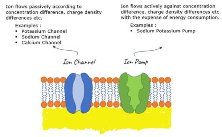 What is ion channel and pump?