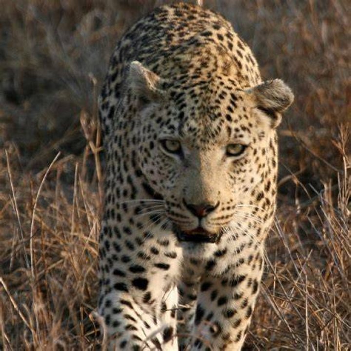 What is Leopard famous for?