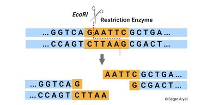 What is NotI restriction enzyme?