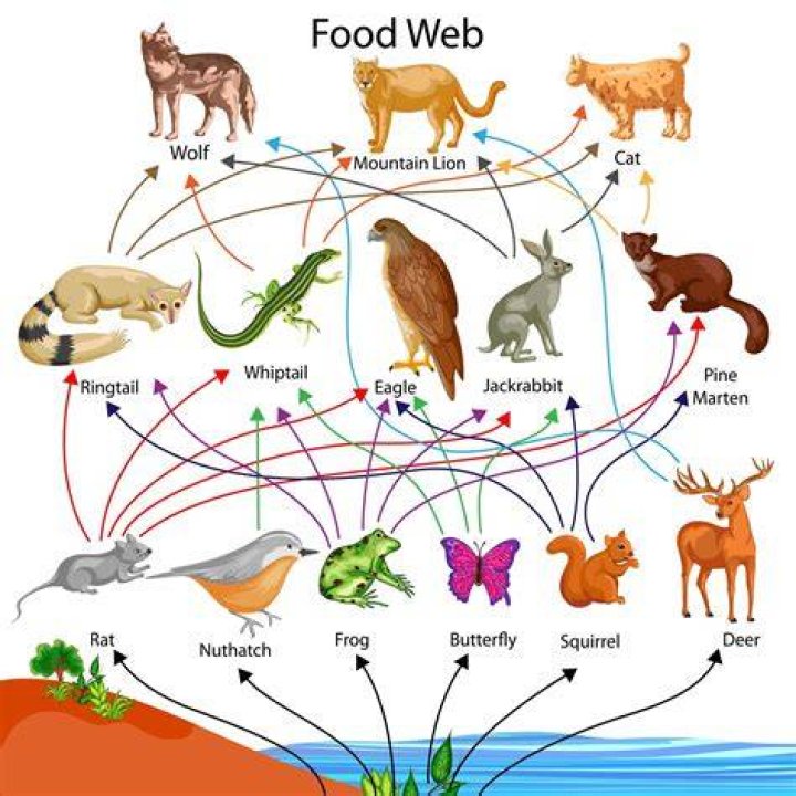 What is one organism that is part of the food web of an ecosystem?