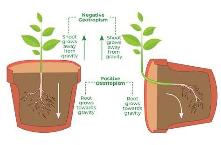 What is open growth in plant?