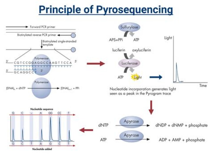What is Pyrosequencing methylation?