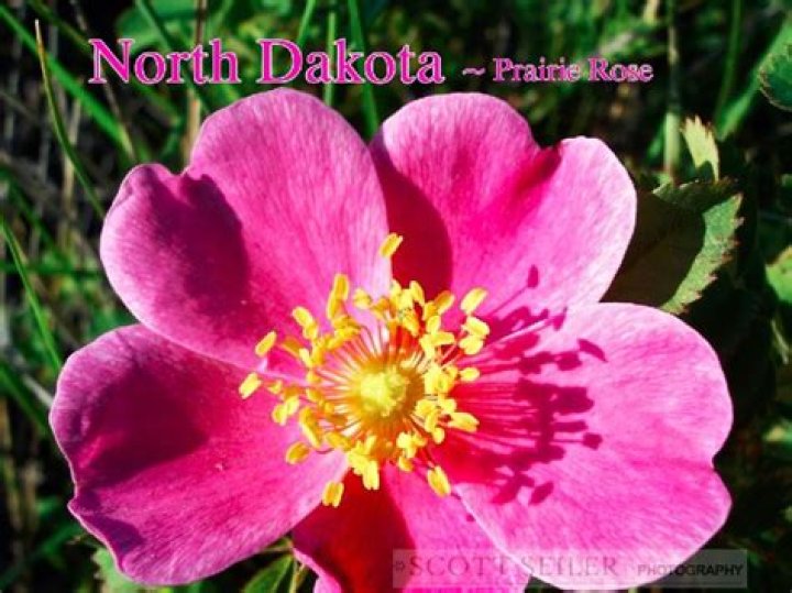 What is state flower of North Dakota?