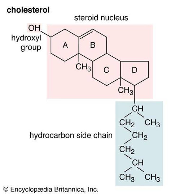 What is sterol glycosides?