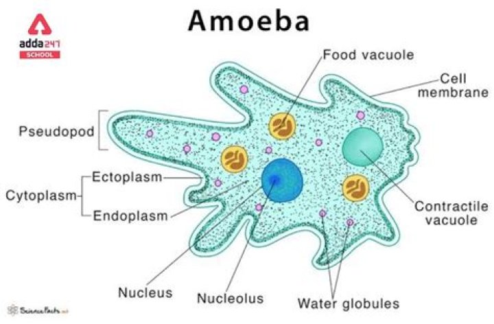 What is testate amoeba Arcella?