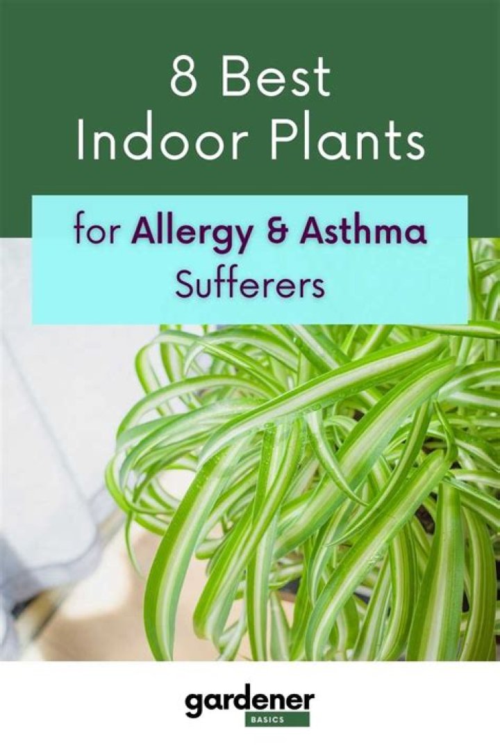 What is the best indoor plant for allergies?