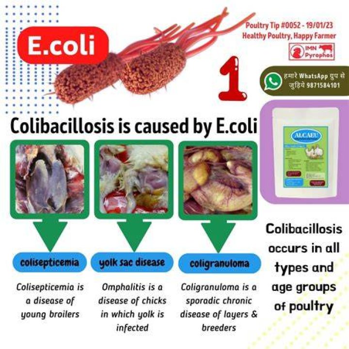 What is the best medicine for E coli in poultry?