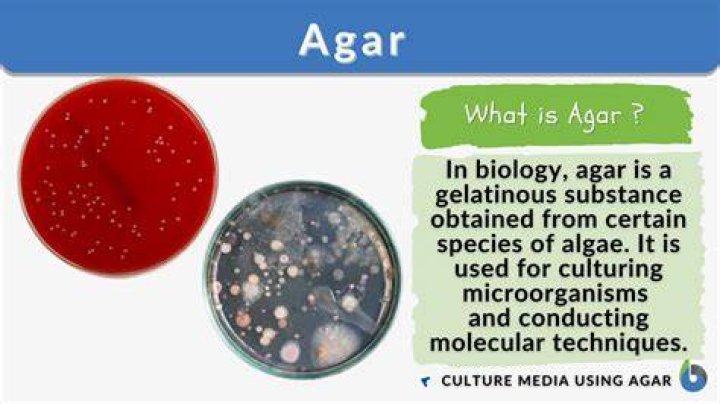 What is the difference between agar slant and Petri dish agar?