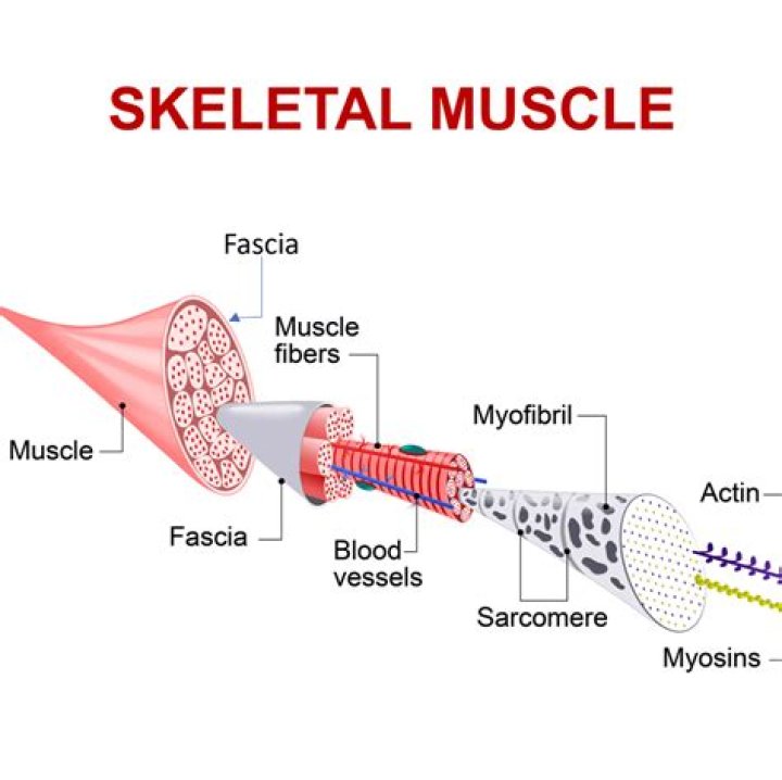 What is the difference between fascia and aponeurosis?