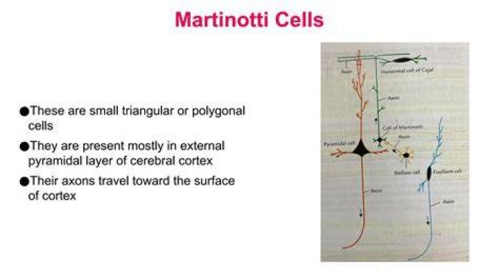 What is the function of Martinotti cells?