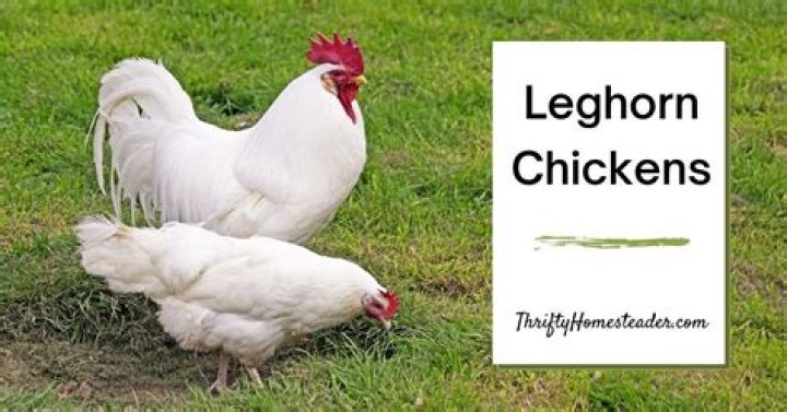 What is the Leghorn known for?