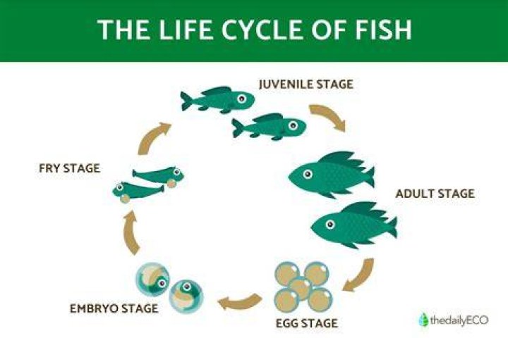 What is the life cycle of fish?