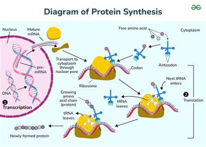 What is the main function of tRNA during protein synthesis?
