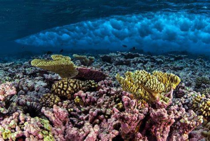 What is the meaning of atoll reef?