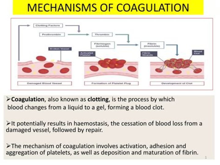 What is the mechanism behind blood coagulation?