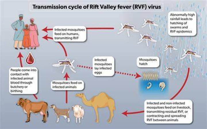 What is the mortality rate of Rift Valley Fever?