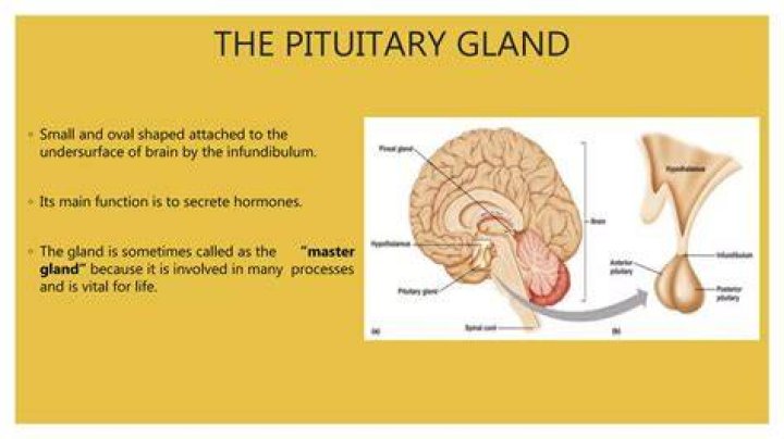 What is the normal size of pituitary gland?