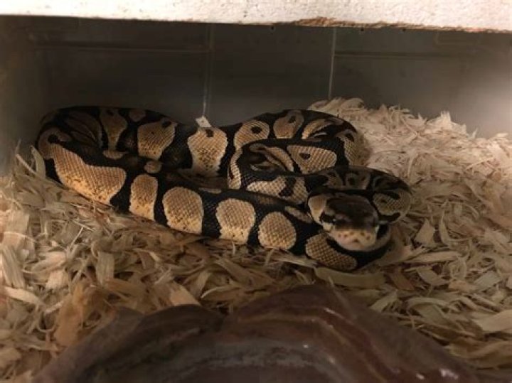 What is the personality of a ball python?