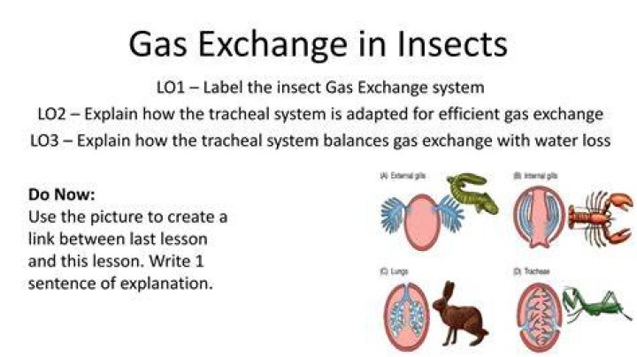 What is the process of gas exchange in insects?