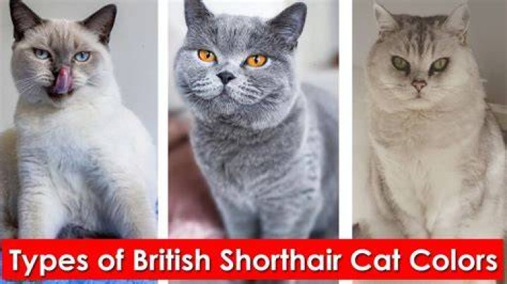 What is the rarest Colour of British Shorthair?