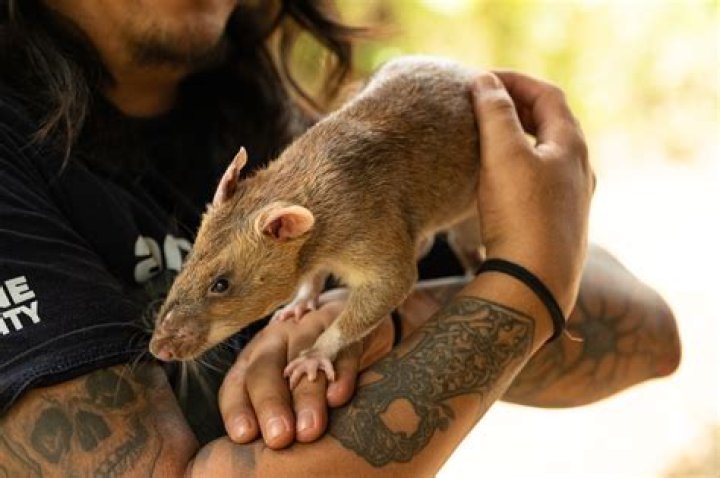 What is the rat looking animal in Mexico?