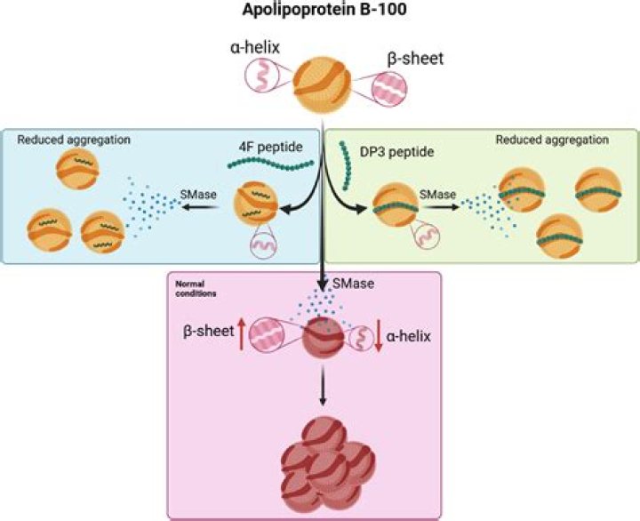 What is the role of ApoB-100?
