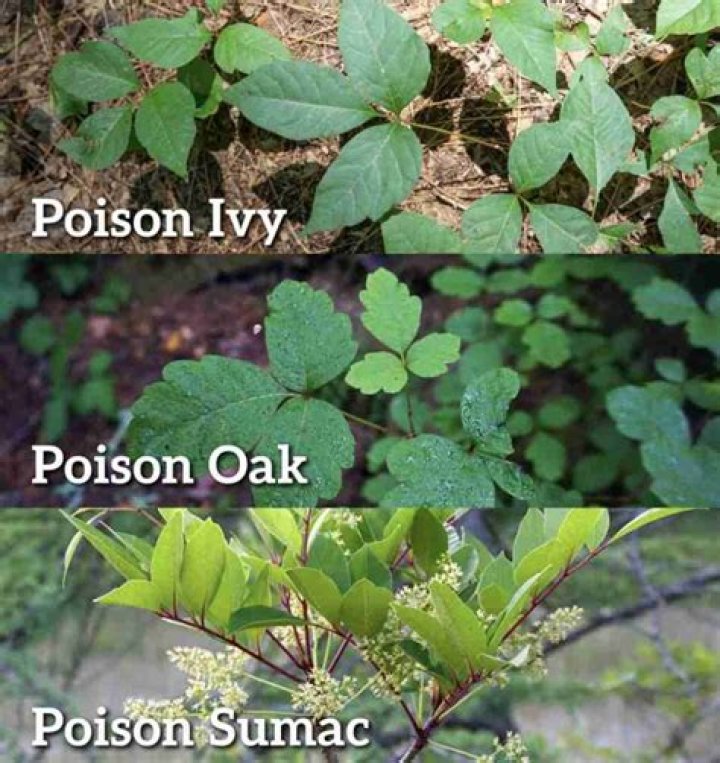 What is the saying about poison oak and poison ivy?