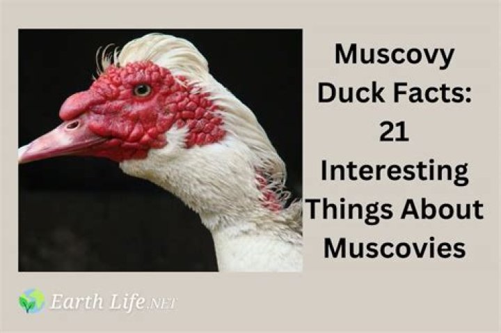 What is the scientific name of Muscovy duck?