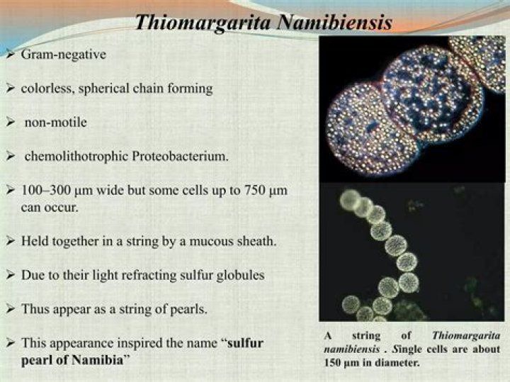 What is the size of Thiomargarita Namibiensis?