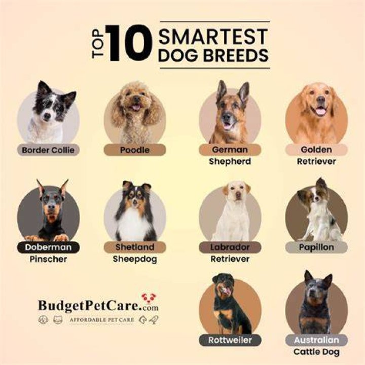 What is the smartest breed of do?
