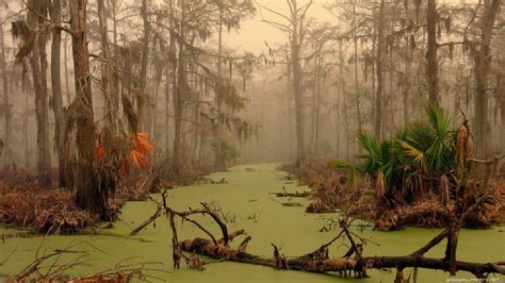 What is the swamp monster in Louisiana?
