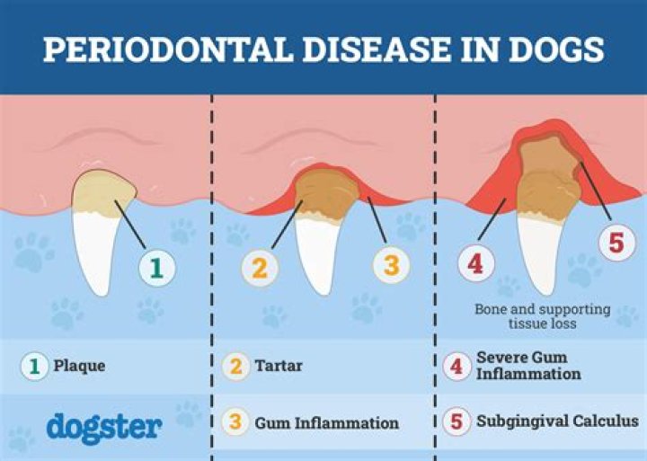 What is the treatment for gum disease in dogs?