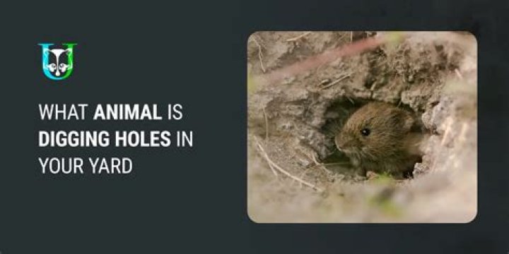 What kind of animal digs large holes in your yard?