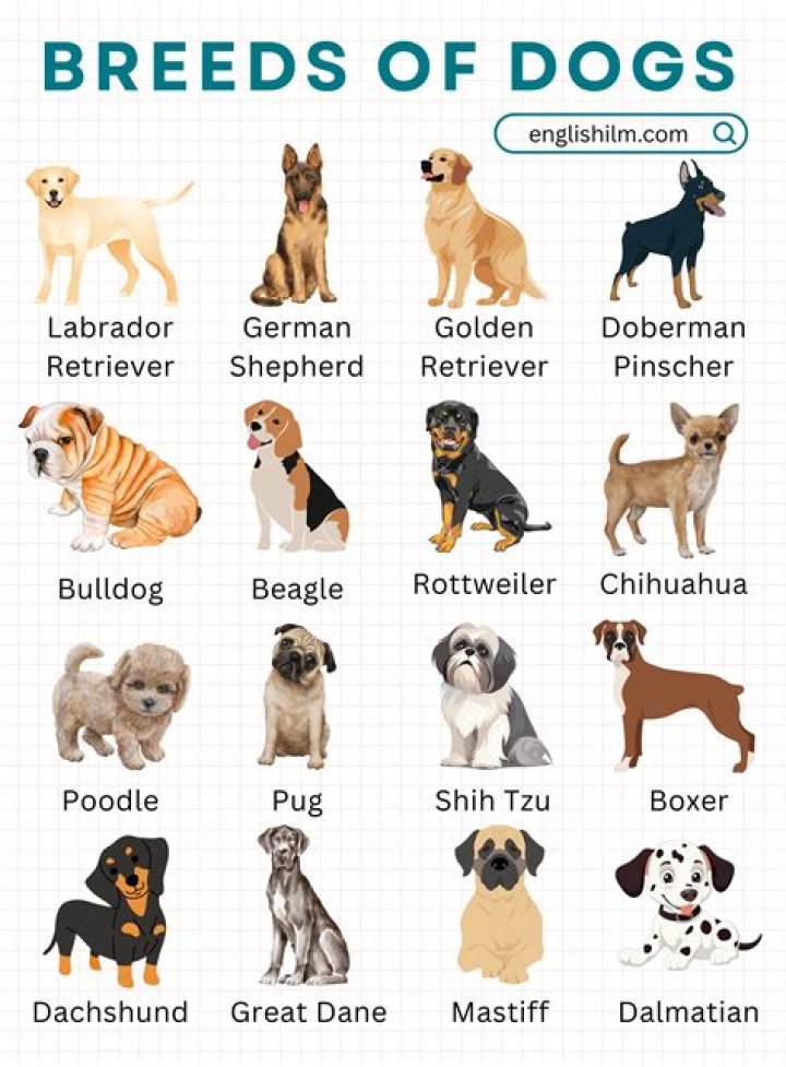 What kind of dog is a Razorback?