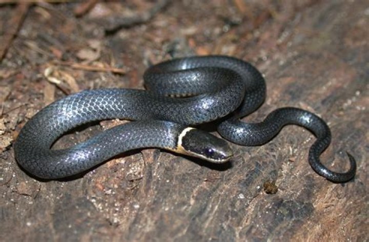 What kind of snake has a ring around its neck?