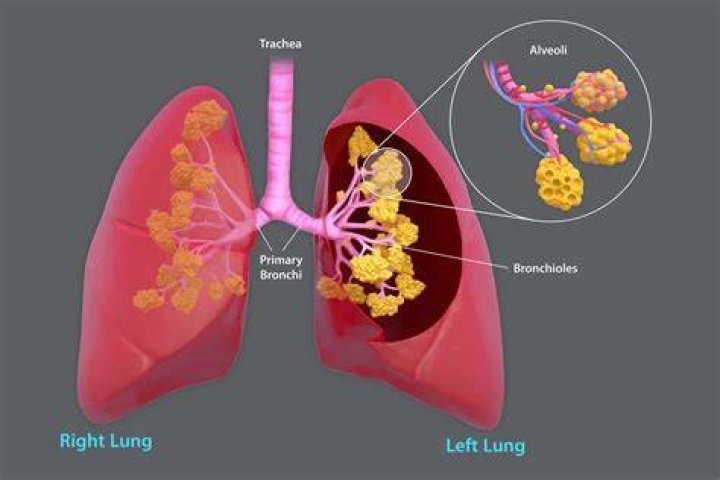 What kind of tissue is in the lungs?