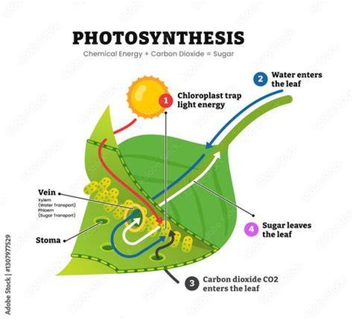 What leaf structure traps most of the energy used during photosynthesis?
