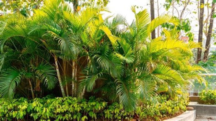 What palms do well in North Florida?