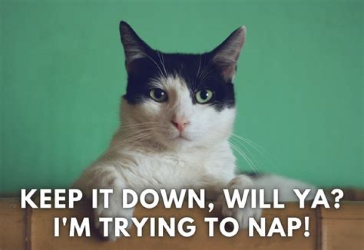 What should I Caption my cat picture?