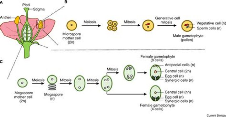 What structures in angiosperms contain the gametes?