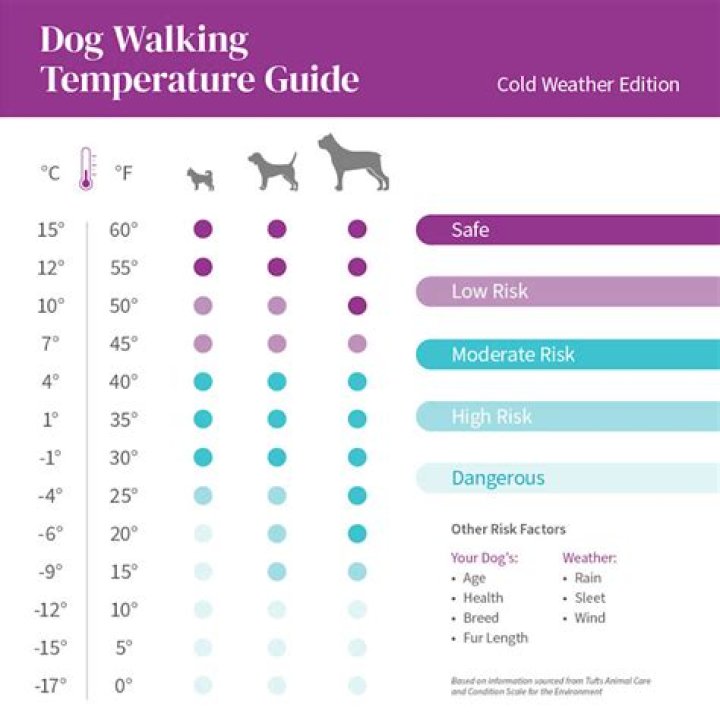 What temperature is unsafe for dogs to be outside?