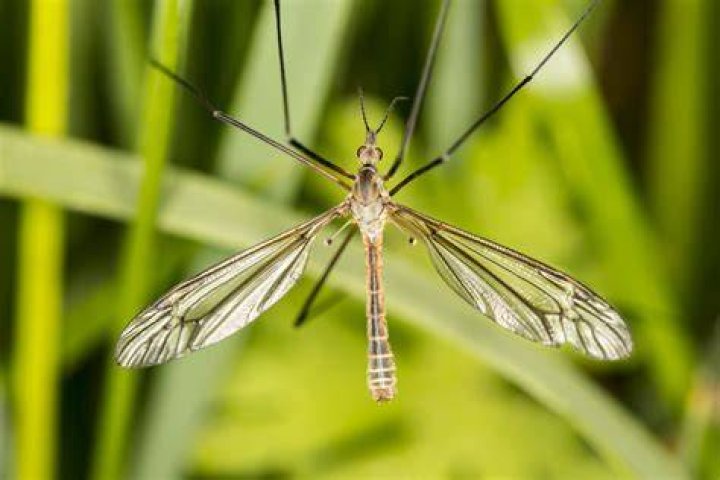 What time of year do crane flies appear?
