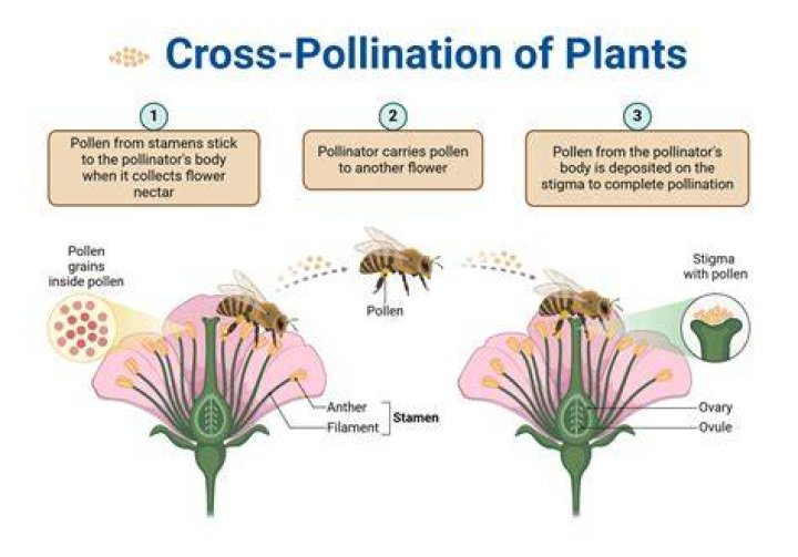 What trees are pollinating now in NC?