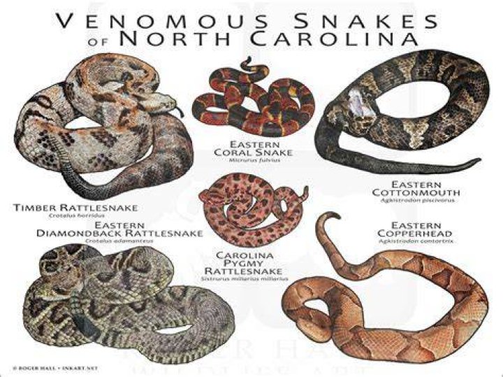 What types of snakes are in Nova Scotia?