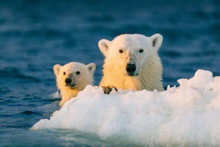 When did polar exploration start?